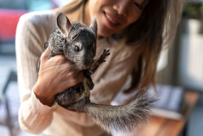 Teen holding a gifted chinchilla gently, showing care and effort to give the pet a proper life at home.