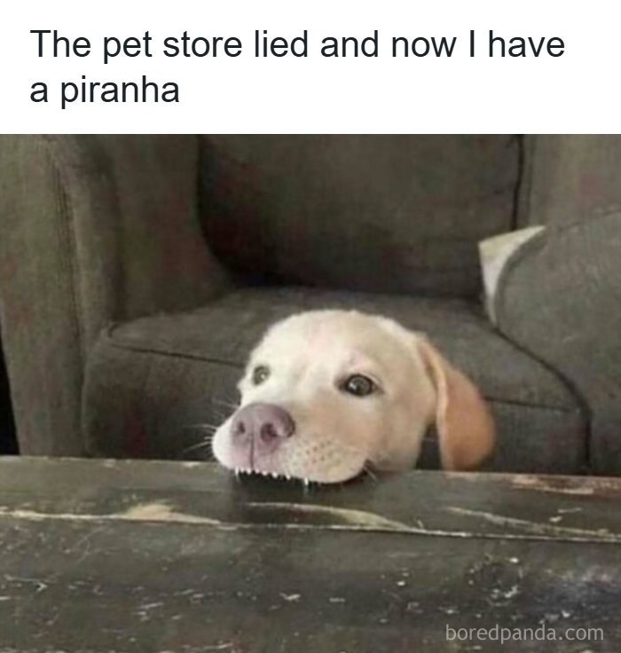 Dog resting its head on a table with a humorous caption about a pet store lying, funny memes for handling reality.