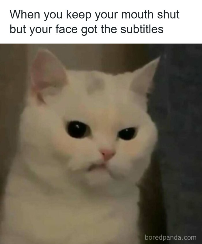 Cat with a serious expression, illustrating memes to help handle reality with humor through funny animal reactions.