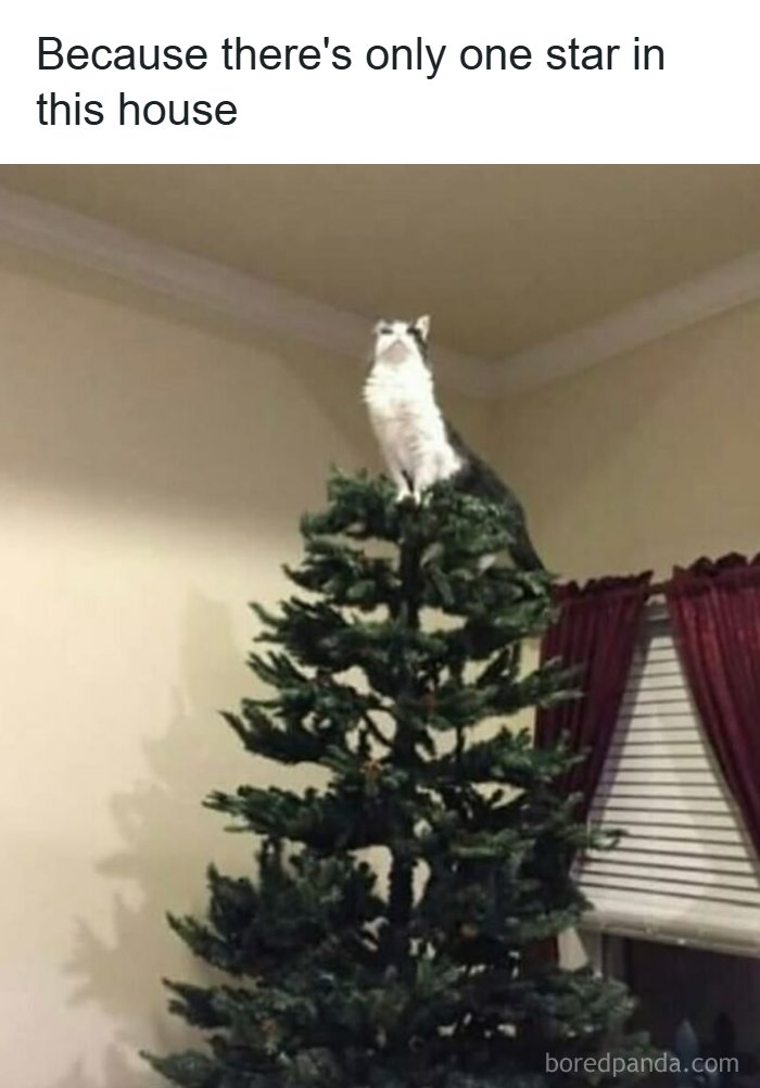 Cat perched on top of a Christmas tree, humorously replacing the star in a reality humor meme.