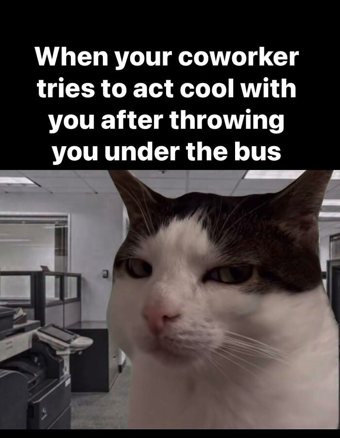 Cat with a skeptical expression in an office setting, relatable to restaurant workers and coworker conflicts meme.