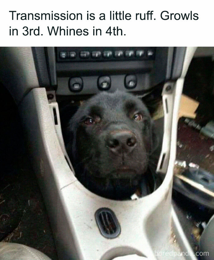 Black dog’s head in car console with caption about transmission sounds in a funny random meme from popular meme collection.