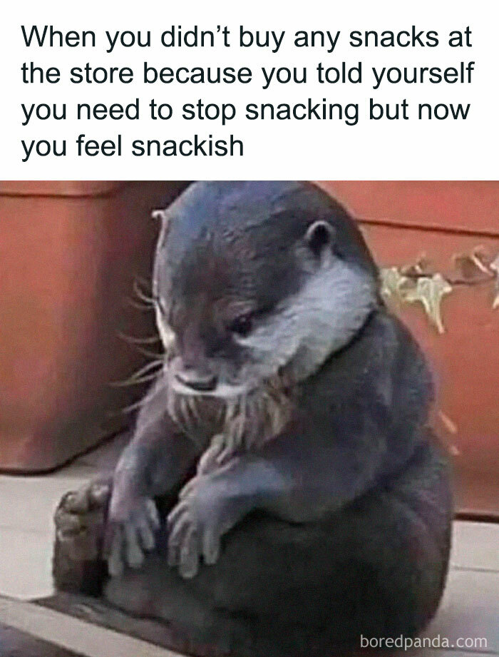 A funny meme with an otter looking sad about skipping snacks, illustrating random memes that are unexpectedly funny.