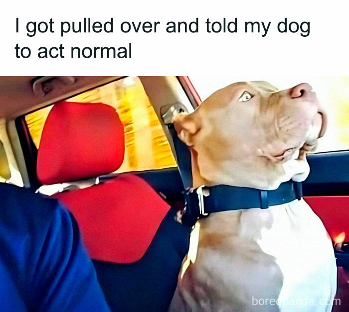 Dog looking shocked in a car during a traffic stop, featured in a collection of random memes that are very funny.