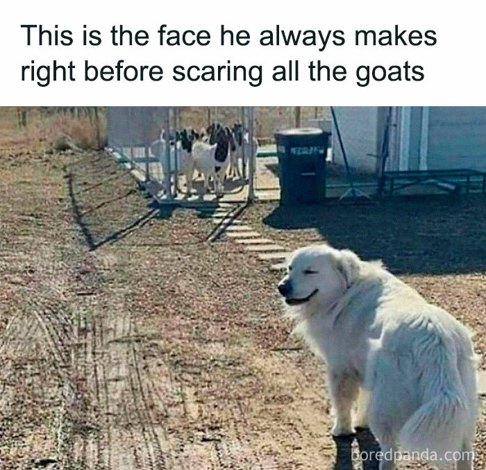 Dog making a funny face before scaring goats outdoors in a rural setting, featuring random memes humor.