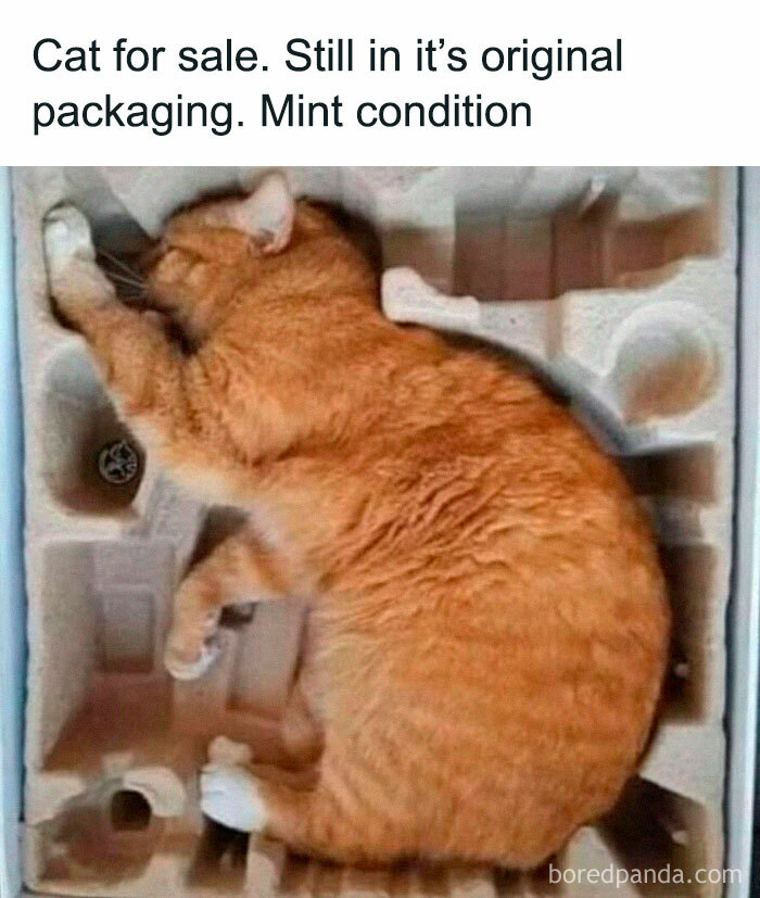 Orange cat curled up in original packaging with text about a funny random meme in mint condition humor post.