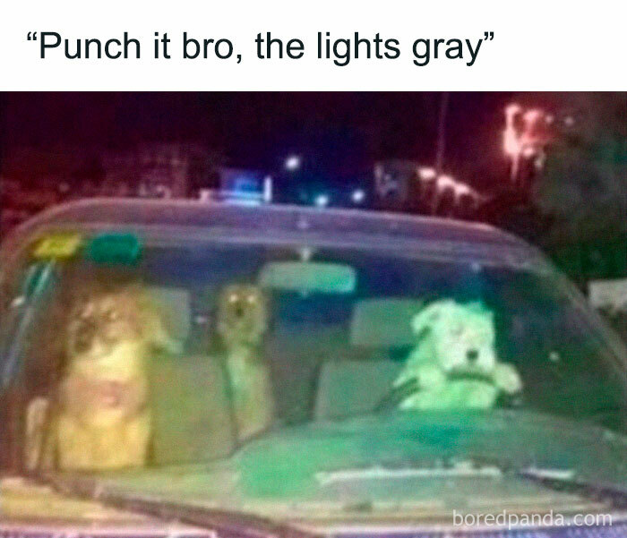 Three dogs sitting inside a car at night with a humorous caption, part of random memes that are funny.