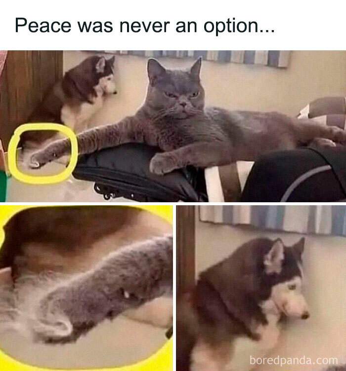 Cat and dog touching paws with caption peace was never an option in a humorous random memes image