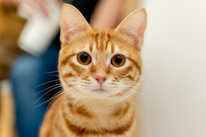Close-up of an orange tabby cat with wide eyes, capturing the surprising intelligence of the animal.