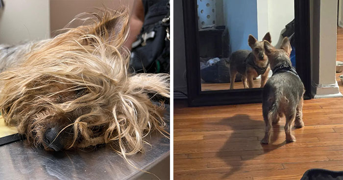 A Brooklyn Neighbor Alerted Rescuers About A Snappy Yorkie “Buried” In Fur And Gave Him A Second Lease On Life