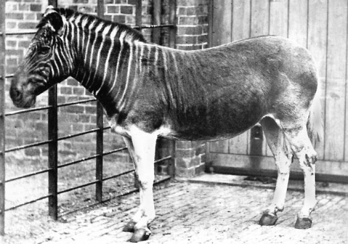 The Quagga