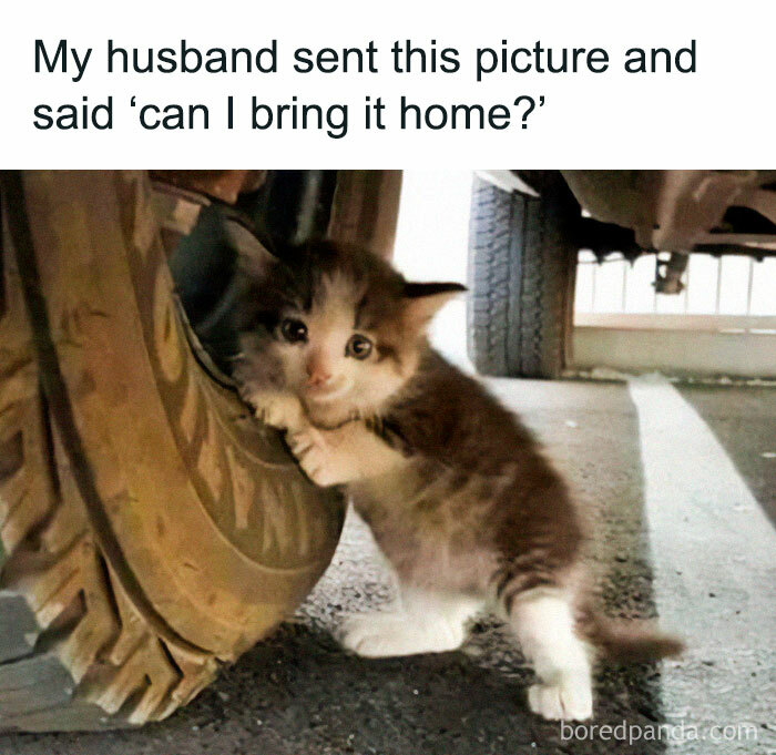Kitten clinging to a tire under a vehicle, a humorous cat meme capturing a cute and funny moment.