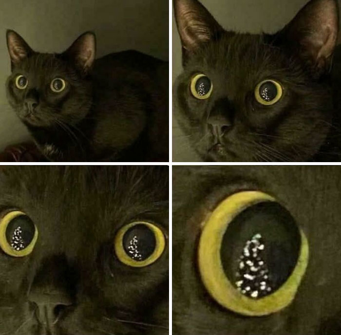 Close-up collage of a black cat with wide eyes reflecting a sparkling Christmas tree, perfect for cat memes and hilarious posts.