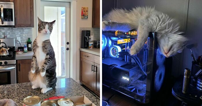 34 Cats Whose Brains Seemed To Have Switched Off, And The Results Are Hysterical