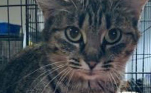 35 Mascotas con nombres tan geniales como divertidos