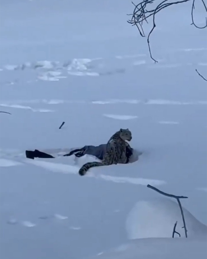 Snow leopard attacking skier lying in deep snow during a close encounter captured on a viral video. Snow leopard attacking skier lying in deep snow during a close encounter captured on a viral video.