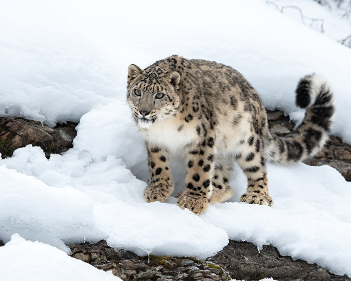 Snow leopard standing on snow-covered rocks in a mountainous area, highlighting the wild predator in its natural habitat. Snow leopard standing on snow-covered rocks in a mountainous area, highlighting the wild predator in its natural habitat.