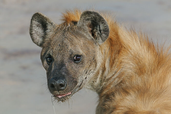 Close-up of a wild hyena with sandy fur and dark eyes in its natural habitat, capturing wildlife photography detail.