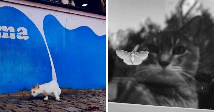 35 Street Photos That Prove Timing Is Everything, As Shared On This Instagram Page