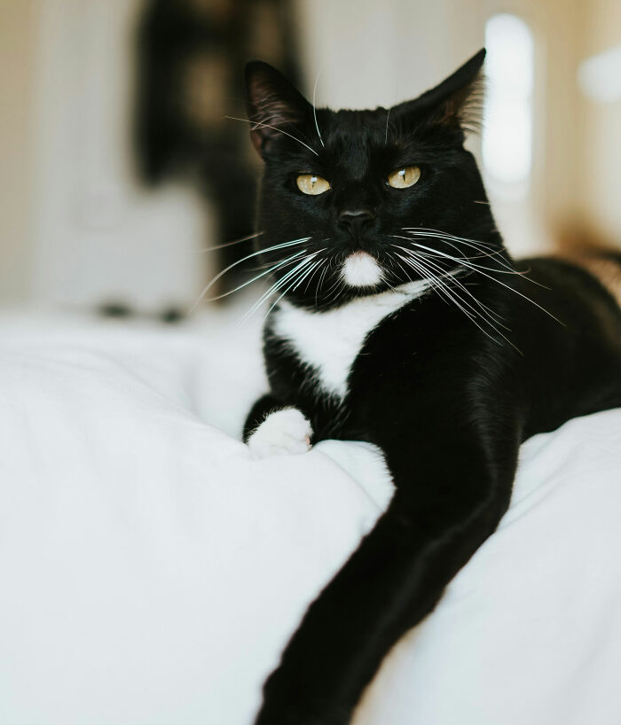Black and white cat lying on a bed with a calm expression, illustrating funny names pets didn’t ask for.
