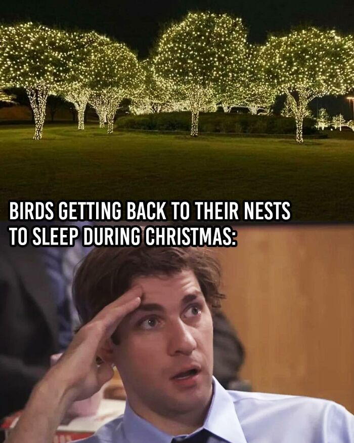 Scene from The Office with Jim looking confused, paired with humorous text about birds struggling to sleep during Christmas lights.