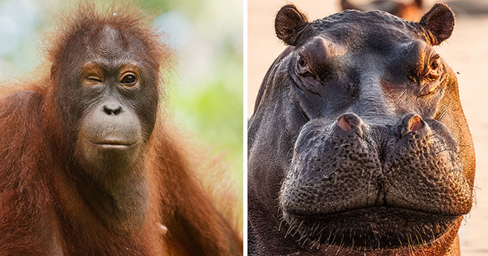 My 21 Photos That Show Why Patience Is Everything In Wildlife Photography