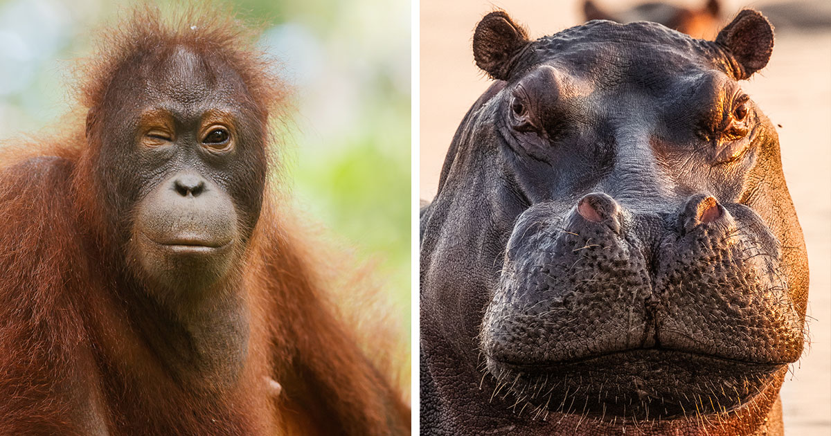 “I’ve Spent Hours Watching Elephants Do Nothing”: My 21 Real Photos From The Wild