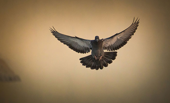 Pigeon captured mid-flight with wings fully spread, illustrating an unexplainable moment that seems surreal and dreamlike.
