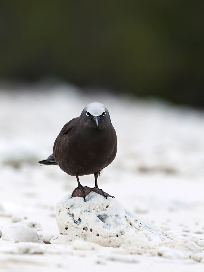 Seabird with dark body and white head standing on a white rock, wildlife photo from the wild nature scene.