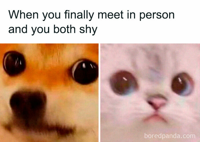 Shy dog and cat faces side by side illustrating loving memes to send to your girlfriend for appreciation.