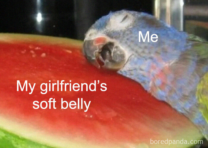 A loving meme showing a parrot labeled me cuddling a watermelon slice labeled my girlfriend's soft belly.