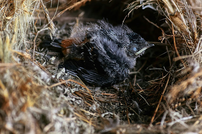 Newly hatched baby bird in a nest showing an unusual appearance that people witnessed and can't explain.