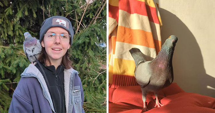 This Injured Pigeon Found A Home, A Routine, And Daily Adventures Outside (22 Pics)
