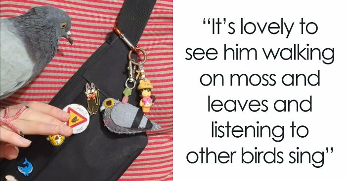 This Woman Rescued A Half-Blind Pigeon And Now Takes Him On Daily Walks (22 Pics)