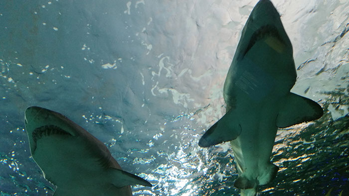 Two sharks swimming underwater, illustrating lucky times people got out of life-threatening situations.