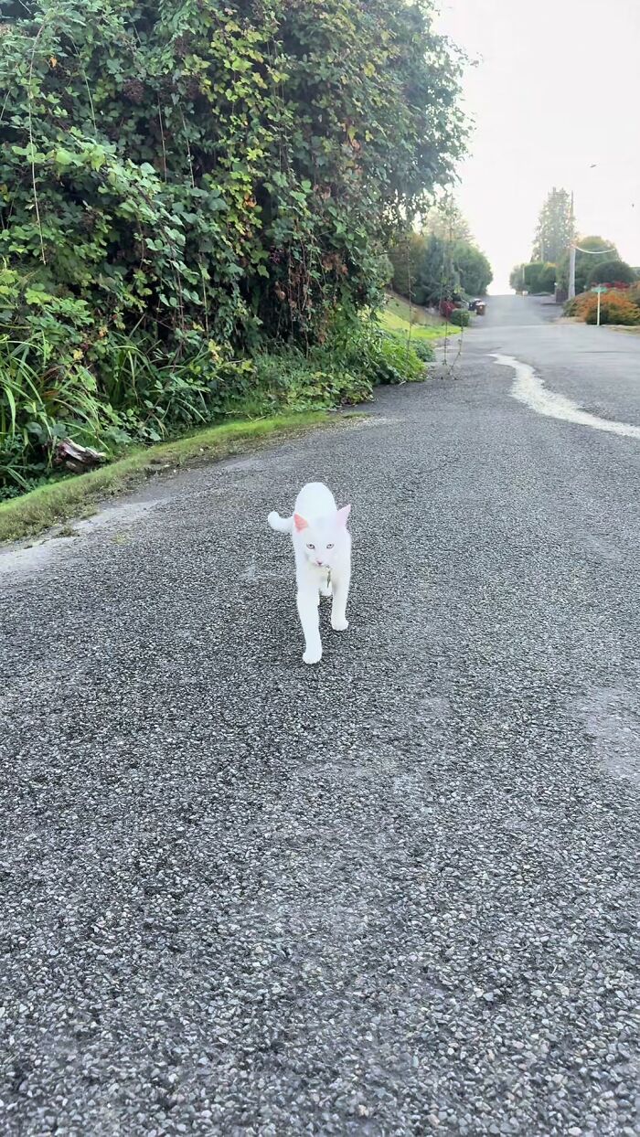 This Guy Thought He Was A “Dog Person” Until Rescue Kitten Lilo Changed His Mind This Guy Thought He Was A “Dog Person” Until Rescue Kitten Lilo Changed His Mind