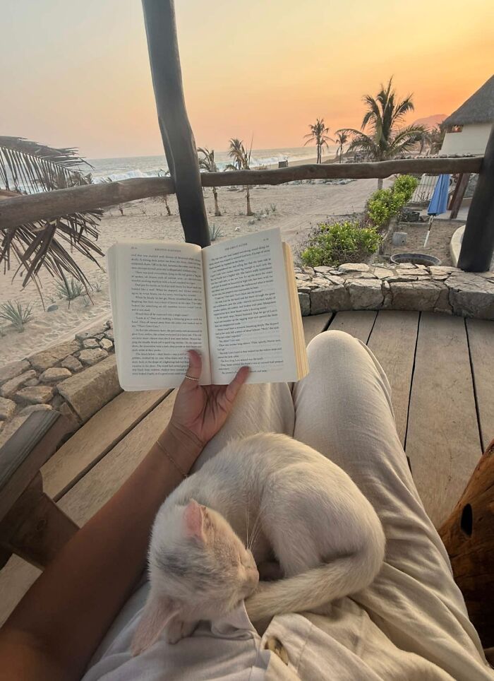 This Guy Thought He Was A “Dog Person” Until Rescue Kitten Lilo Changed His Mind This Guy Thought He Was A “Dog Person” Until Rescue Kitten Lilo Changed His Mind