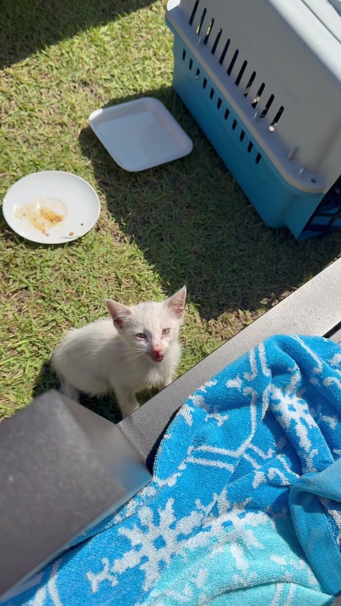 This Guy Thought He Was A “Dog Person” Until Rescue Kitten Lilo Changed His Mind This Guy Thought He Was A “Dog Person” Until Rescue Kitten Lilo Changed His Mind