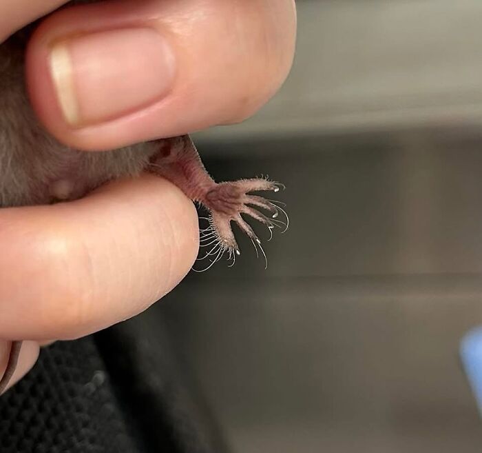 These Adorable And Incredible Bat Photos From Bat World Sanctuary Will Change The Way You See Bats (38 Pics)