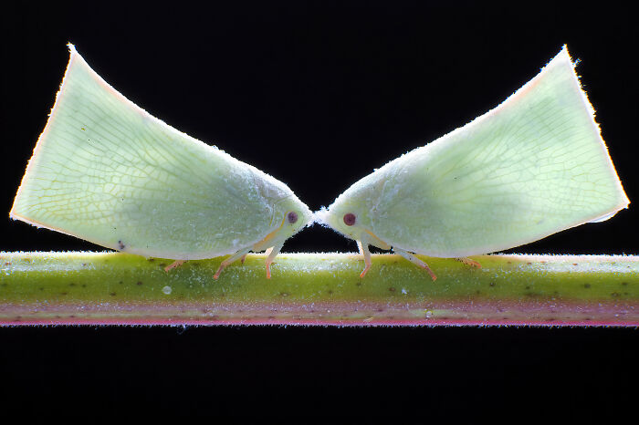 "Face To Face" By Chen-You Li