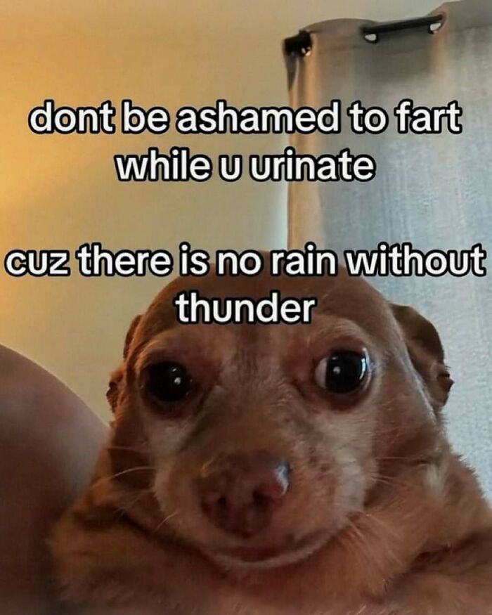 Close-up of a dog with a humorous meme about farting and urinating, fitting the random memes and entertaining theme.