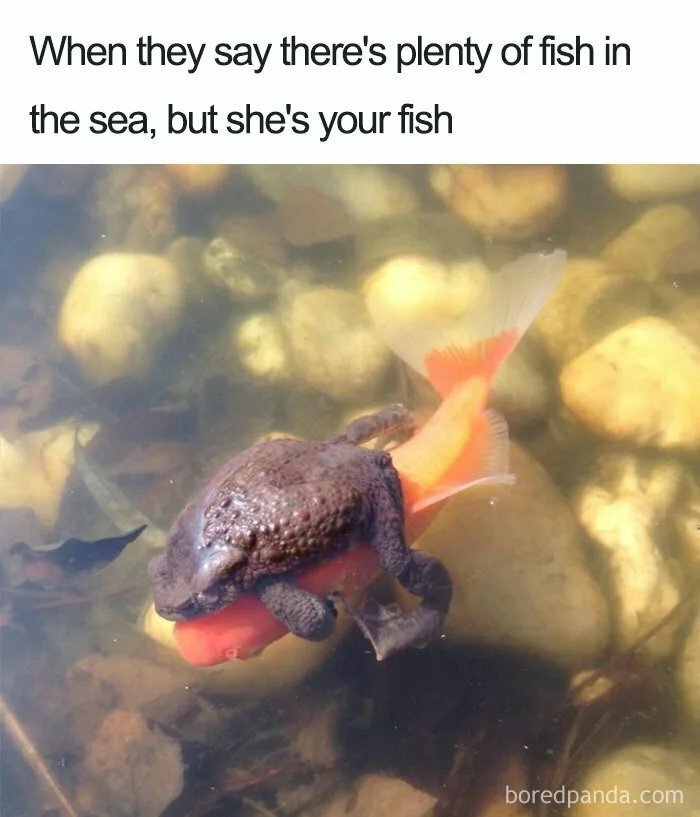 Frog clinging to a fish underwater with overlay text about fish, a random meme that is entertaining and unhinged