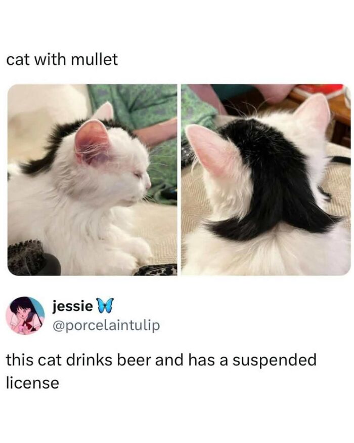 White cat with black mullet hairstyle shown from side and back in a funny random meme from entertaining and unhinged collection.