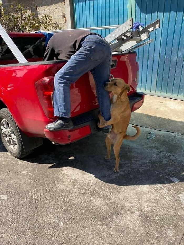 Dog forming an unexpectedly beautiful bond by hugging a person leaning into the back of a red truck.