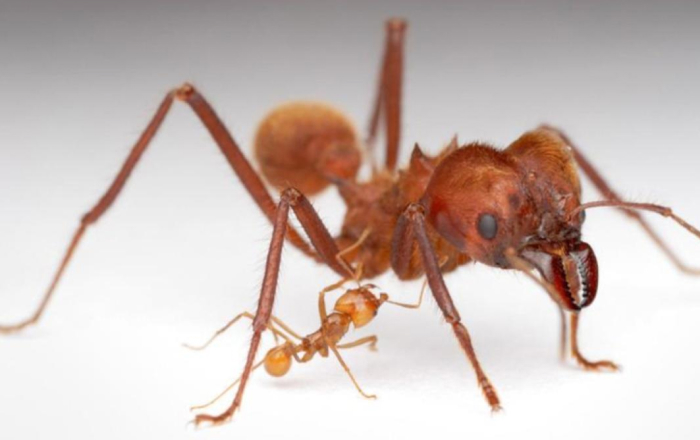 Close-up image of two ants illustrating unique animal species redefining sleep science through diverse sleep behaviors.