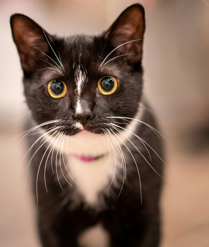 Close-up of a black and white cat with wide eyes, illustrating unexpected vet stories and surprising pet care costs.
