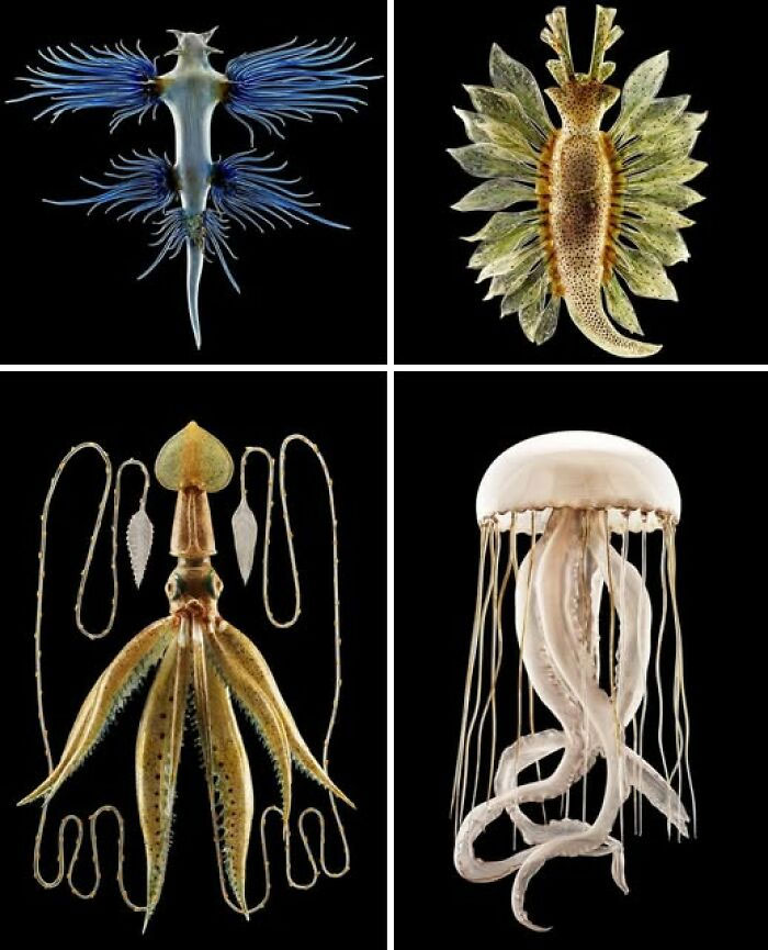 Four unusual historical marine artifacts displayed against a black background in a museum of artifacts.