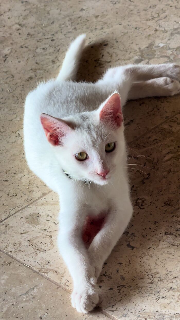 This Guy Thought He Was A “Dog Person” Until Rescue Kitten Lilo Changed His Mind This Guy Thought He Was A “Dog Person” Until Rescue Kitten Lilo Changed His Mind