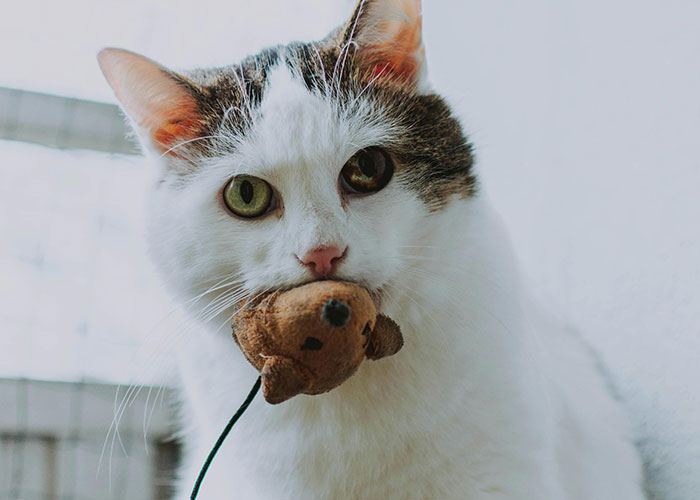 White and gray cat holding a toy mouse in its mouth, illustrating amusing today I messed up stories.