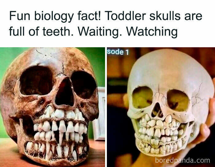 Toddler skulls showing full teeth, illustrating a fun biology fact in relatable memes that make fun of almost everything.
